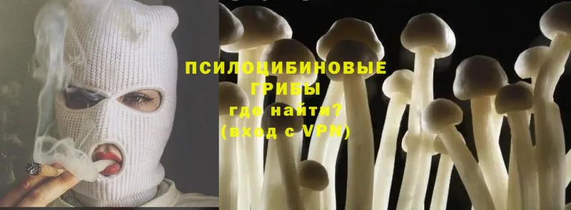 купить  цена  Боровск  Галлюциногенные грибы Psilocybine cubensis 